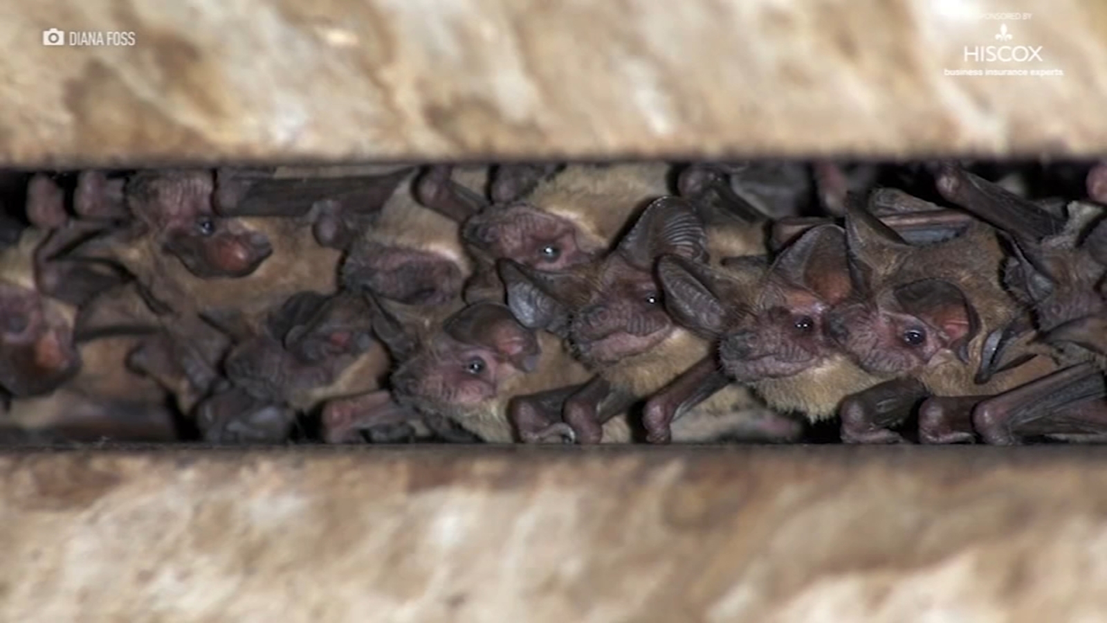 Texas winter freeze sends Houston’s bats falling from the Waugh Bridge
